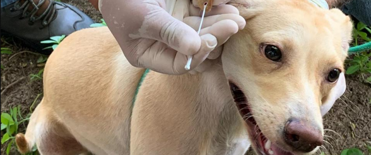 SES inicia atividades de encoleiramento de cães nos municípios para prevenir a leishmaniose visceral. (Foto: Divulgação)