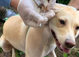SES inicia atividades de encoleiramento de cães nos municípios para prevenir a leishmaniose visceral. (Foto: Divulgação)